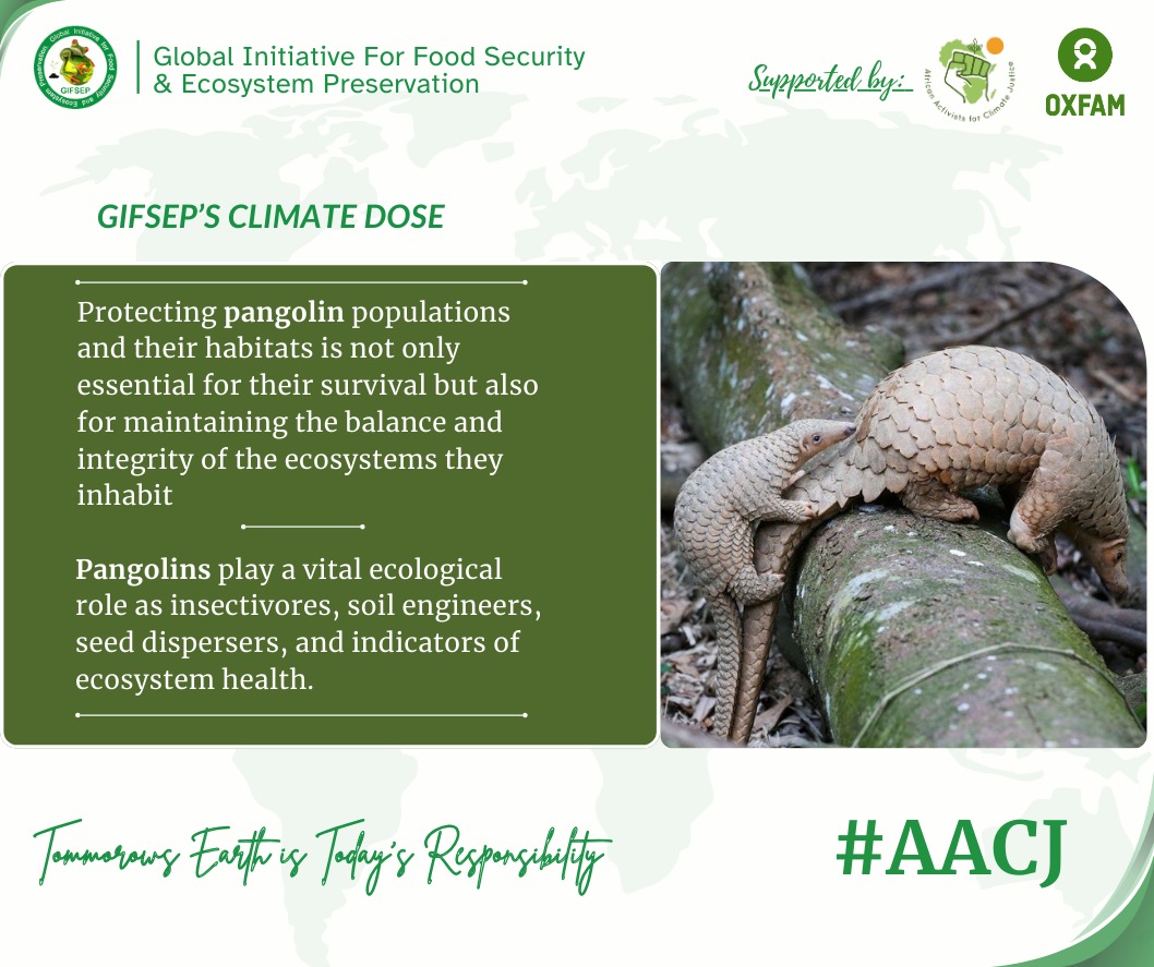 #Did you Know? Pangolins are the most trafficked mammal in the world due to the belief that their scales cure illnesses (not true!) and the desire to eat pangolin meat as a delicacy How are you helping to #ConservePangolins?  #AACJ