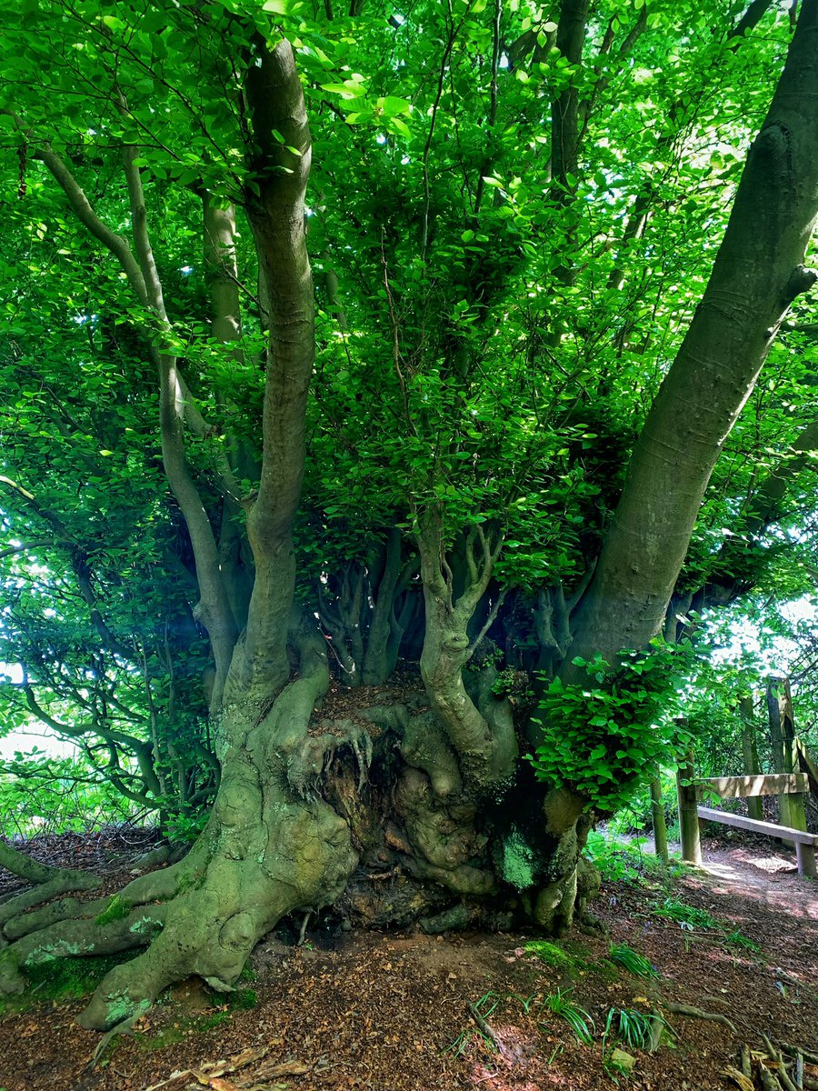 Greetings everyone! Had a nice Twitter break and now feeling much refreshed! A very busy week at work, going for walks, enjoying the gorgeous sunshine and spotting the northern lights! Here’s a nice gnarly old beech, just down the road from me, for #thicktrunktuesday #love ❤️🫶🏼
