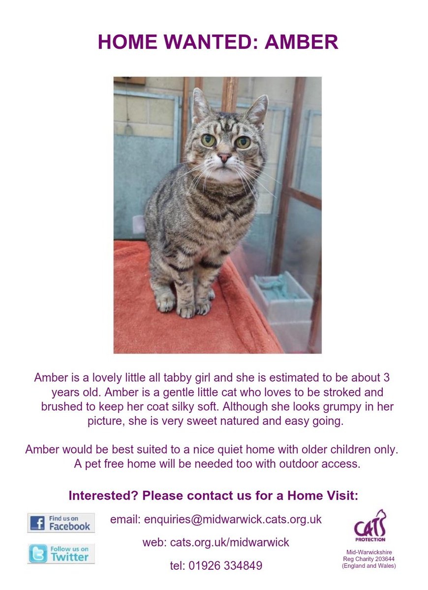 HOME WANTED: AMBER is an easy going, beautiful tabby girl who is ready for a #foreverhome. Could it be yours? #AdoptDontShop