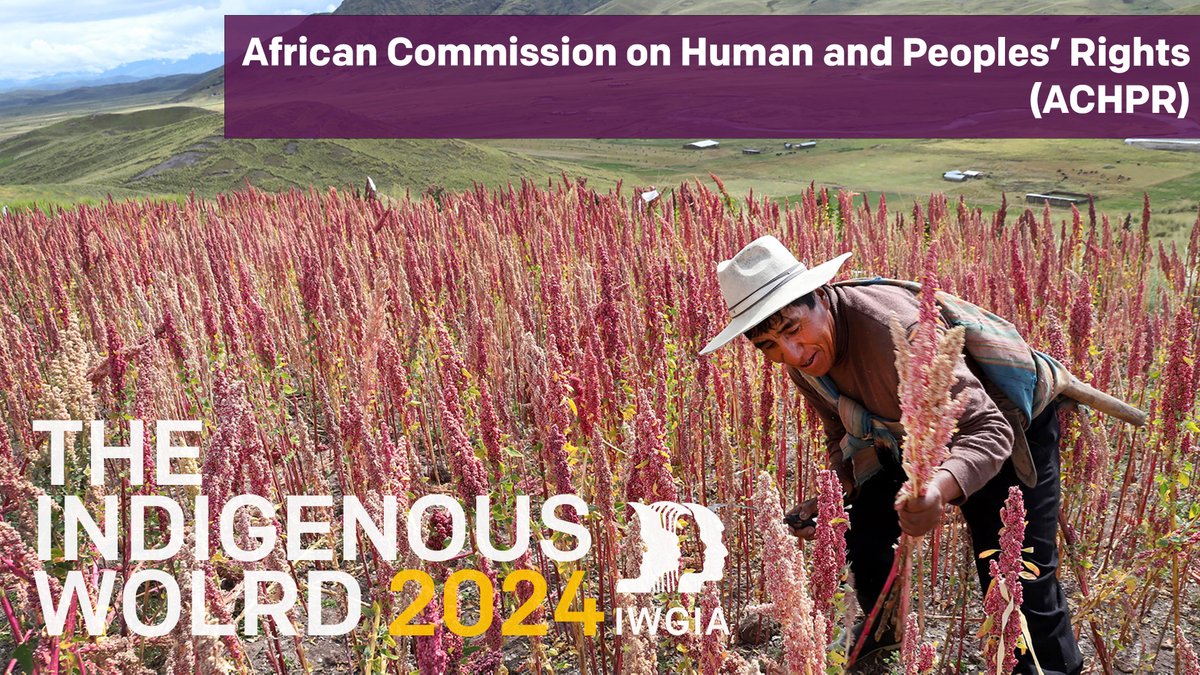 🗓️ Today is the first day of the 79th Ordinary Session of the #ACHPR. In 2023, the #WGIPM reported on the continued violations of the #humanrights of #IndigenousPeoples in Kenya, Uganda and Algeria. 👉Read the full article in The Indigenous World 2024: bit.ly/3y6w4fx