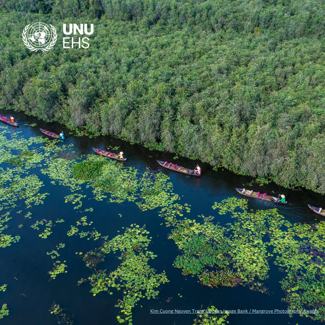 Mangroves act as a form of defence against: 💦floods ⛈️storms 🌀cyclones 🏖️erosion 🌊tsunamis. Mangroves’ roots, trunks & canopy can reduce around 60% the force of oncoming waves. Check out 5⃣ facts on mangroves: unu.edu/ehs/series/fiv…