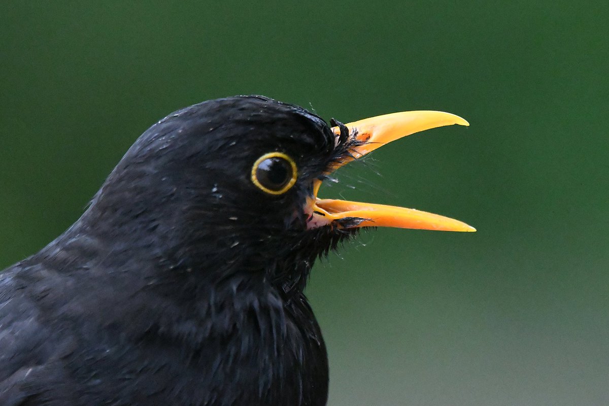 Blackbird 
Bude Cornwall 〓〓 
#wildlife #nature #lovebude 
#bude #Cornwall #Kernow #wildlifephotography #birdwatching
#BirdsOfTwitter
#TwitterNatureCommunity
#Blackbird