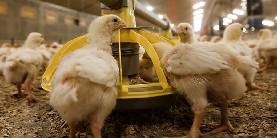 More global poultry producers join effort to reduce antimicrobial use: efeedlink.com/contents/05-13…

#livestock #livestockfarming #poultry #poultryfarming #poultryindustry #livestockhealth #animalnutrition #antimicrobials