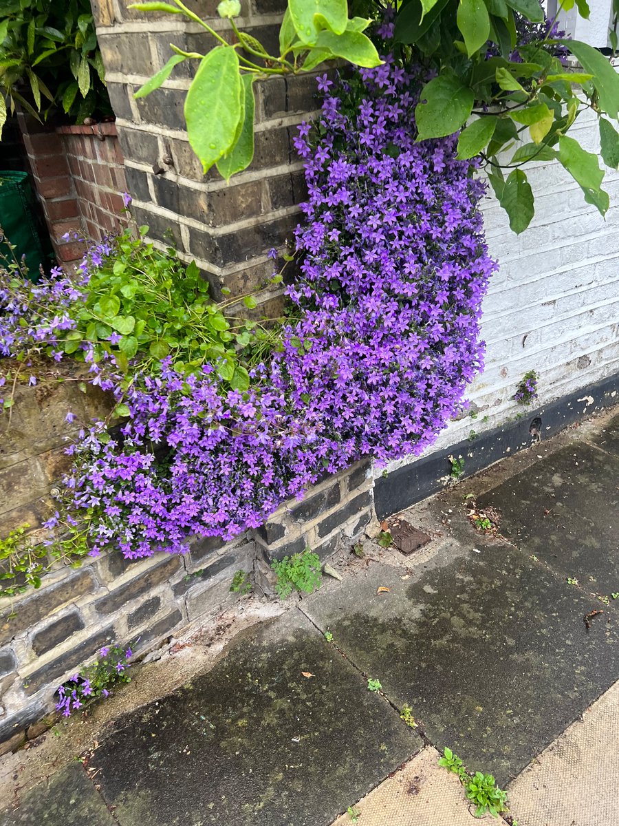 I love wall flowers...desperately trying to grow on my wall...grown hundreds of saplings but when I plant them in cracks they just die 😫 Any tips? Am I to take a chisel to my wall?