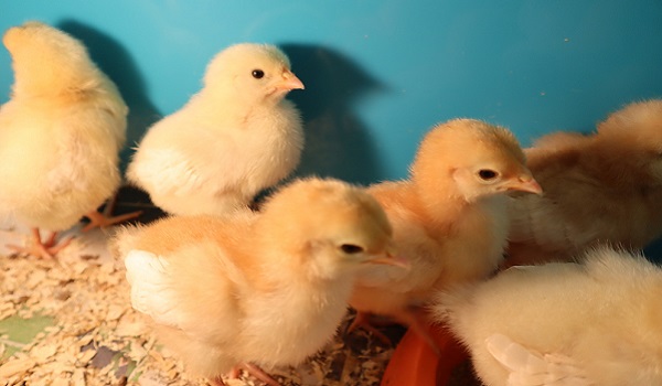 DKH Primary will be live streaming its chicks hatching (hopefully) this afternoon from 15:45. To tune in and catch the live action, click on the link below. youtube.com/watch?v=xgy_l1…