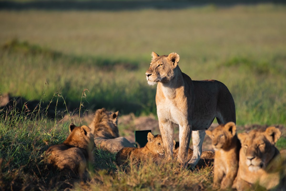 Powerful Rongai Lioness | Masai Mara | Kenya #kenyawildlife #africageophoto #rongaipride #lionsofmasaimara #coloursofnature #capturedinafrica #lioness #bownaankamal #jawsafrica #maasaimara