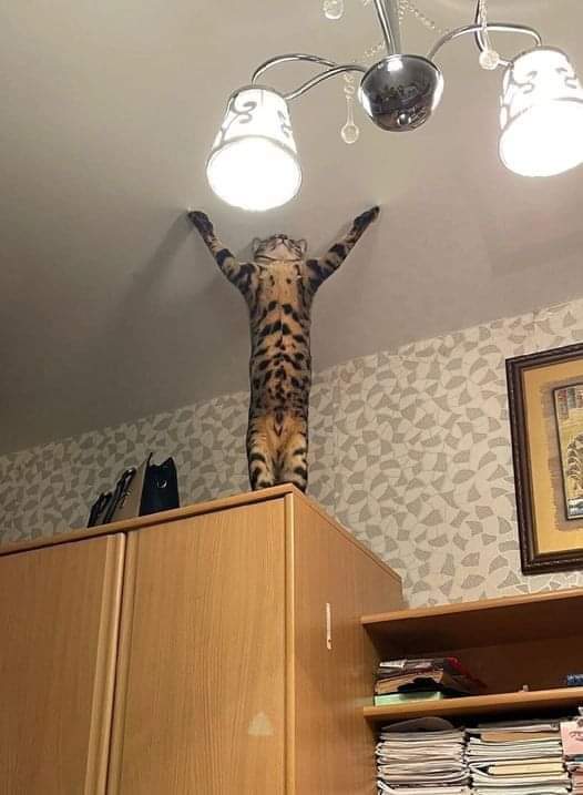 I have no idea what this cat is doing 😳