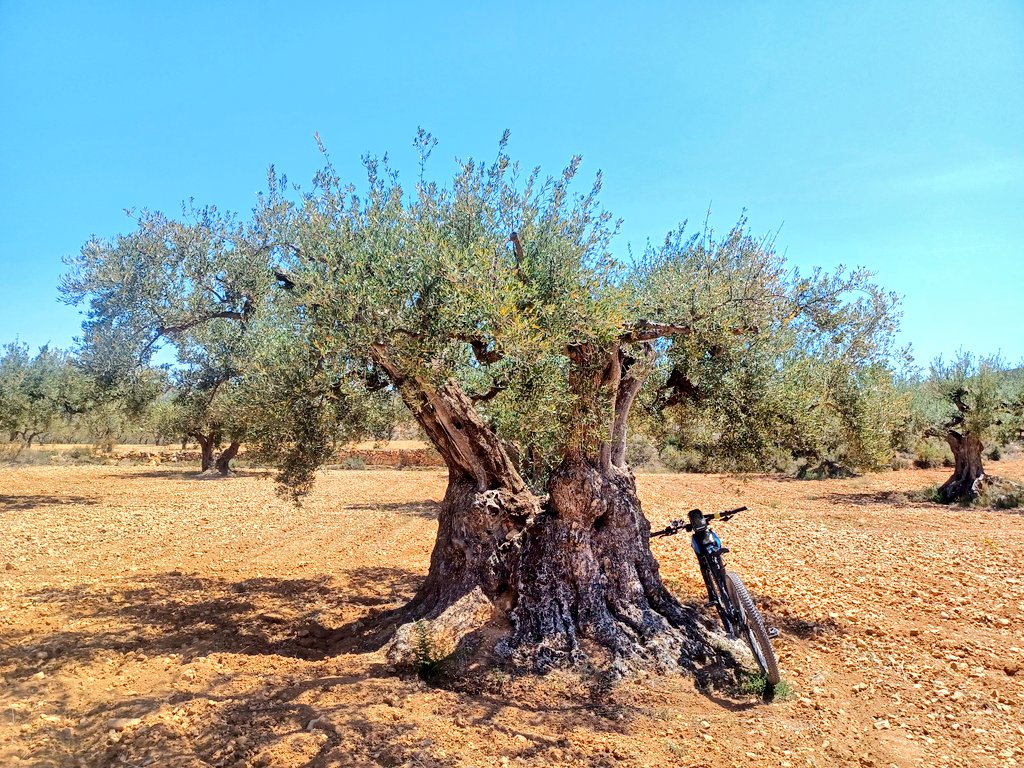 I'm not quite sure, but possibly the shortest #thicktrunktuesday tree @Olive tree #𝘖𝘭𝘦𝘢 𝘦𝘶𝘳𝘰𝘱𝘢𝘦𝘢 #Calles #treeride