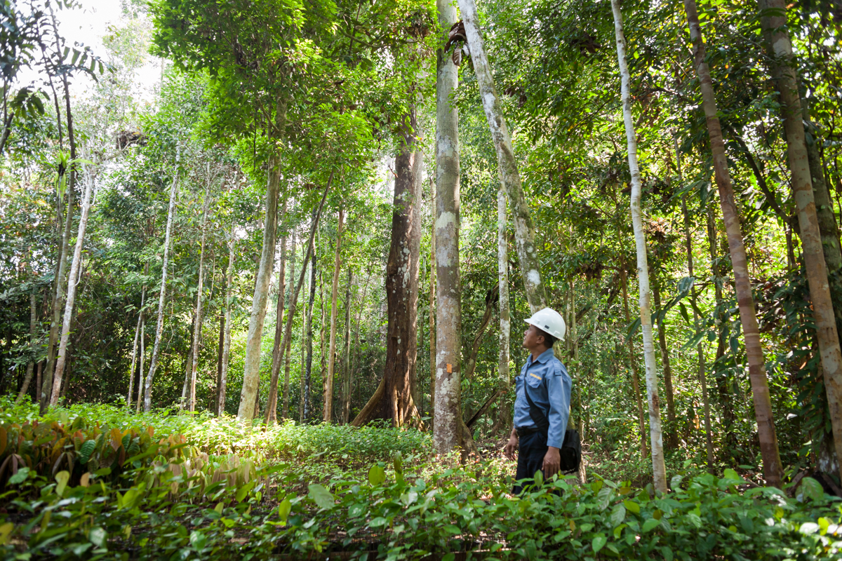 From Borneo to Cornwall 🌍 Our new case study by FSC certificate holders @GripsureUK explores the journey a piece of wood goes through from FSC certified forest ➡️ non-slip timber decking: uk.fsc.org/newsfeed/susta…