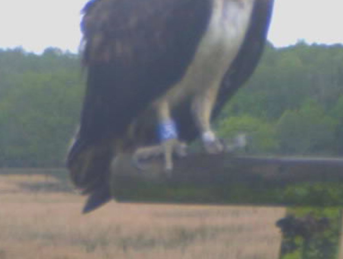 Birds of Poole Harbour tweet media