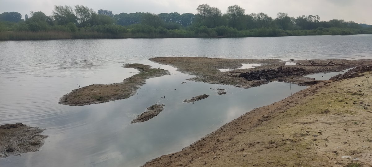 With a few finishing touches yesterday, our new islands at Ripon City Wetlands are now ready for the breeding season. A Little Ringed Plover flew in almost immediately, which was a good sign!