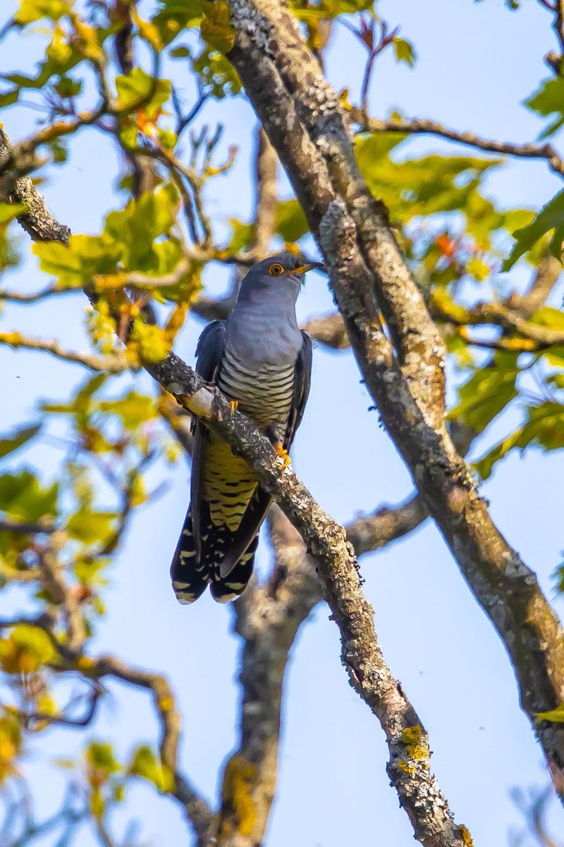 This wonderful photograph of a cuckoo was taken this time last year by Hamish Paterson. The cuckoos have been heard already this year, but so far not seen. We're looking forward to seeing them in photograph form soon! 😊