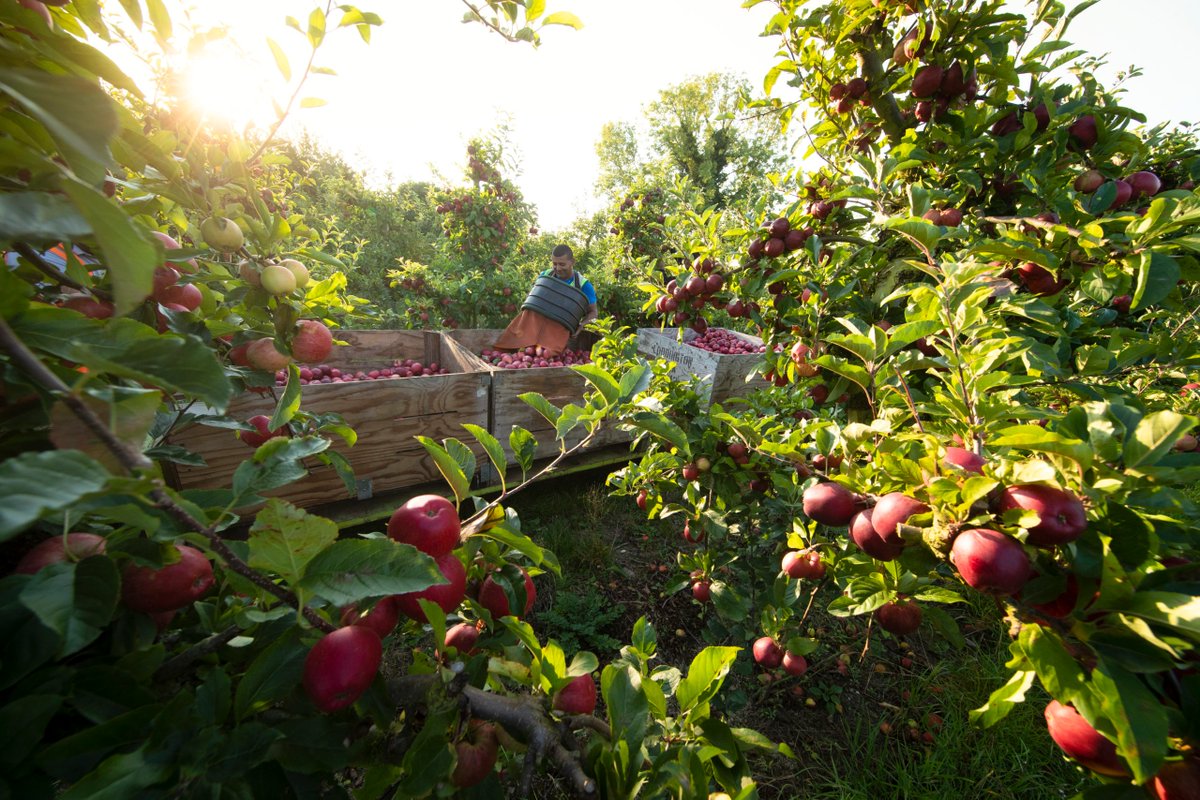 We are delighted with @RishiSunak's announcement today! gov.uk/government/new… Here is the response from British Apples & Pears Limited: “British apple and pear growers will be absolutely delighted with this much-needed announcement from the Prime Minister. #FarmToFork