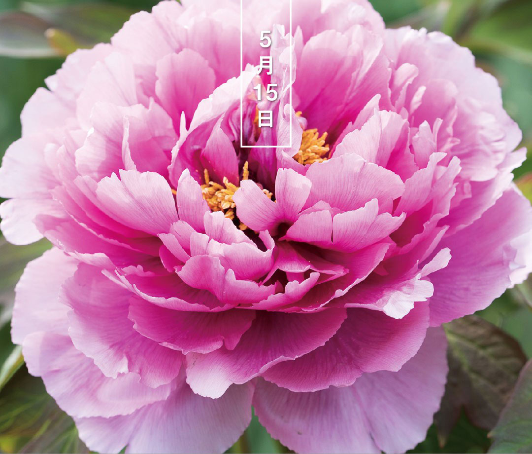 今日の誕生花は「ボタン」。
花言葉は「王者の風格」です。

4～5月、華やかな大輪の花をつけ「百花の王」と呼ばれます。唐の詩人、李白が楊貴妃の美しさを牡丹に例えたことでも有名。「ぼうたん」とも。

▼季節を感じられる読み物をお届けします
543life.com