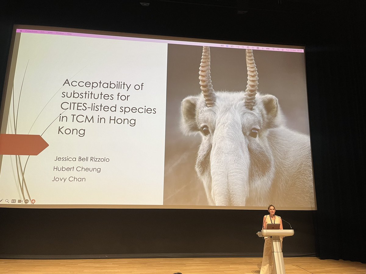 #icwt2024 final talk session starting with our own HKU <a href="/evenymleung10/">Even Leung</a> presenting some of her timber trade work, then Ming Chuan Woo from HK birdwatching society on their helmeted hornbill work and Jessica Rizzolo from Oregon state university presenting some of her TCM research