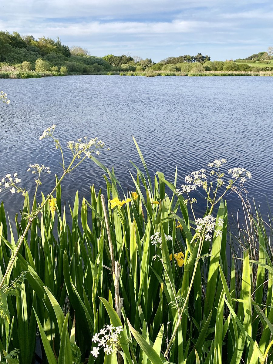 Wishing you a terrific Tuesday from Margrove Pond, North Yorkshire 😊