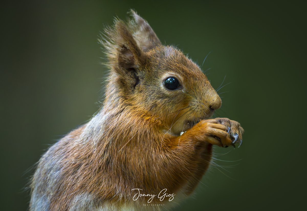 FOREST FLOOR with the Red Squirrels in the Lake District @BBC_Cumbria @cumbriawildlife @BBCCountryfile @SonyAlpha #Redsquirrels #lakedistrictwildlife