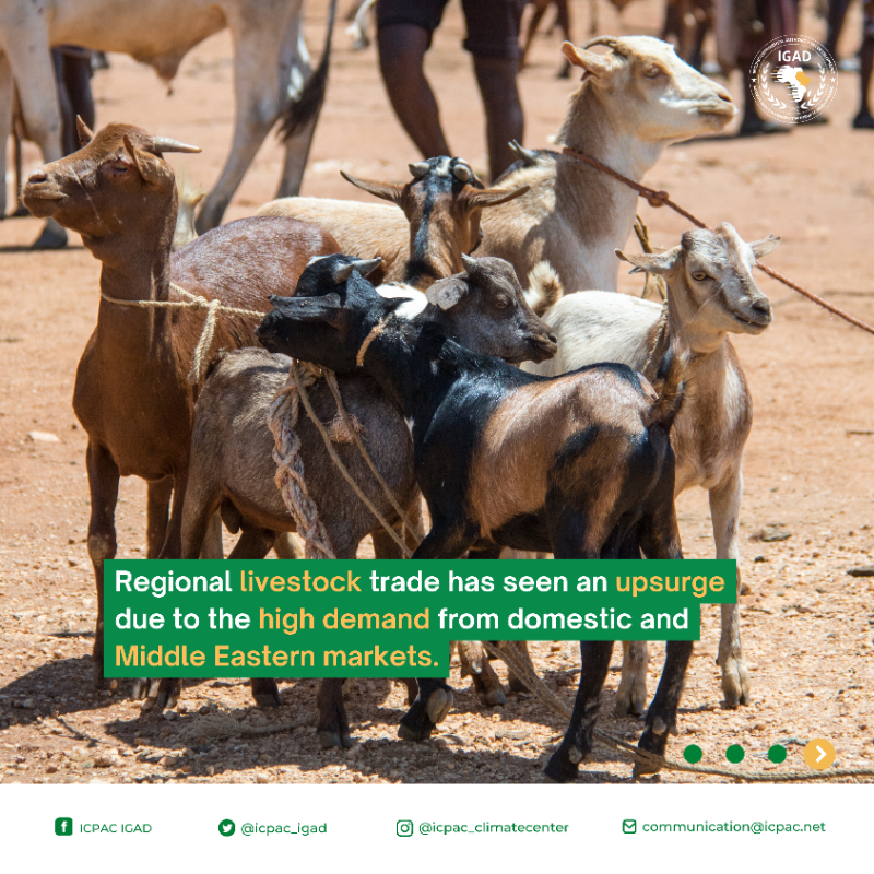 IGAD_CPAC's tweet photo. ℹ️ ICYMI: The #FSNWG cross-border trade update on #food commodities and livestock traded across #EastAfrica in the first quarter of 2024 (January - March), and projections for Q2 is out. #FoodSecurity #RegionalTrade #FightFoodCrises
Read the bulletin ⬇️
