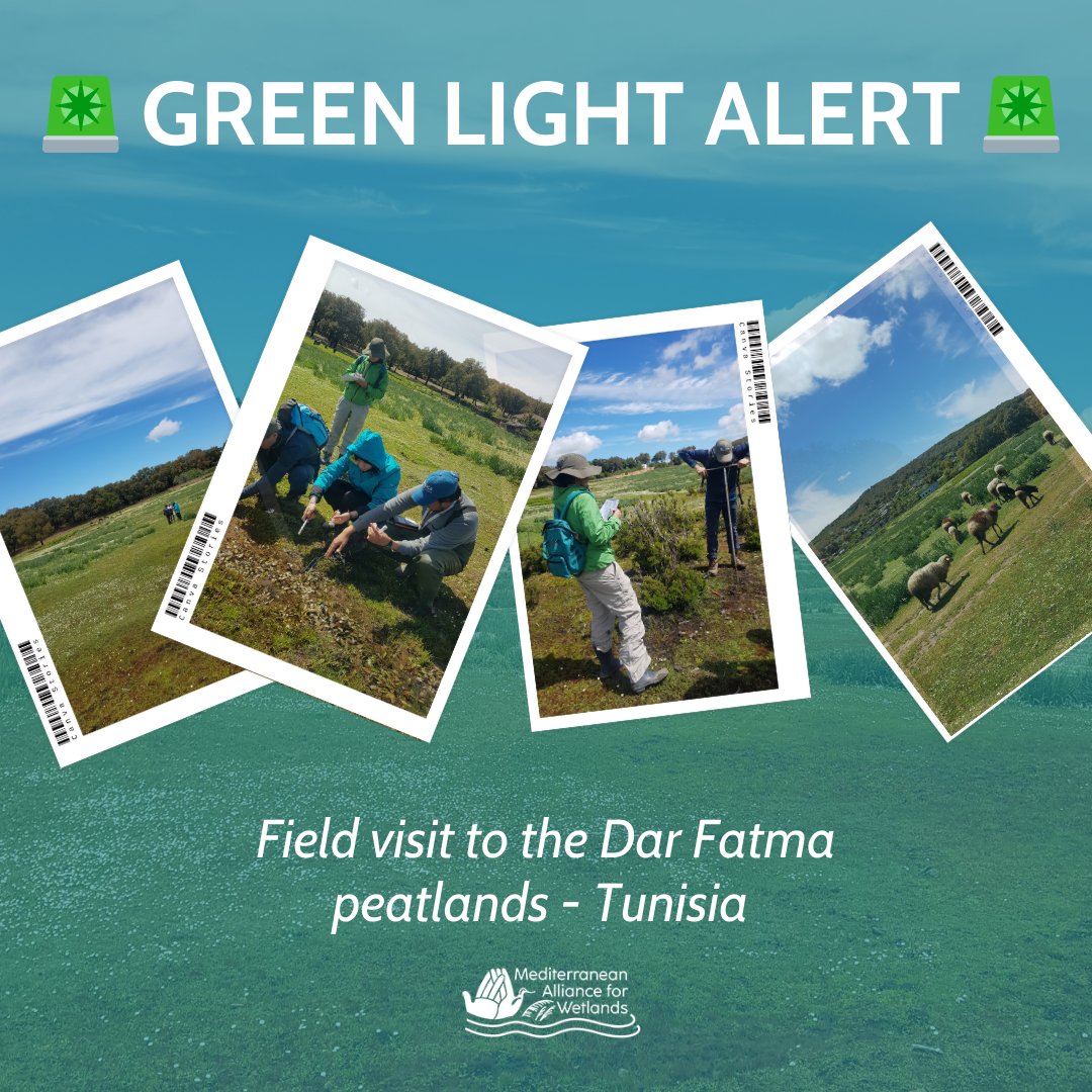 We went to the Dar Fatma peatlands in Tunisia for the Green Light project, a collaboration between the @WWFNorthAfrica & @TourduValat teams
Jerôme Porteret from CEN Savoie leads the project, which is making significant progress
#DarFatmaGreenLight #Greenlight #wetlandconservation