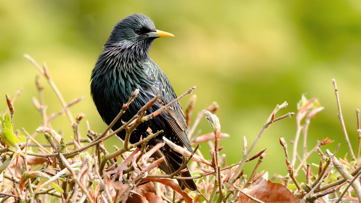 A local #starling. 

#TwitterNatureCommunity #BirdsofTwitter #nature #birdtwitter