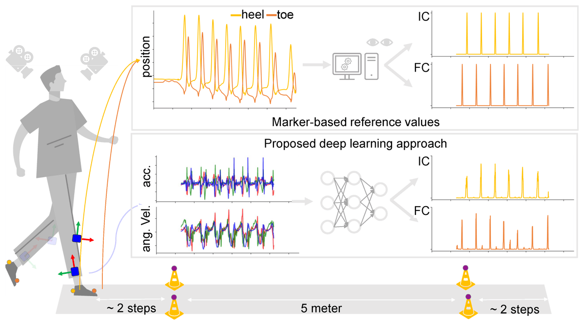 A Deep Learning Approach for Gait Event Detection from a Single Shank-Worn IMU: Validation in Healthy and Neurological Cohorts mdpi.com/1424-8220/22/1… @kieluni #gait #gaitevents; #inertialmeasurementunit; #deeplearning