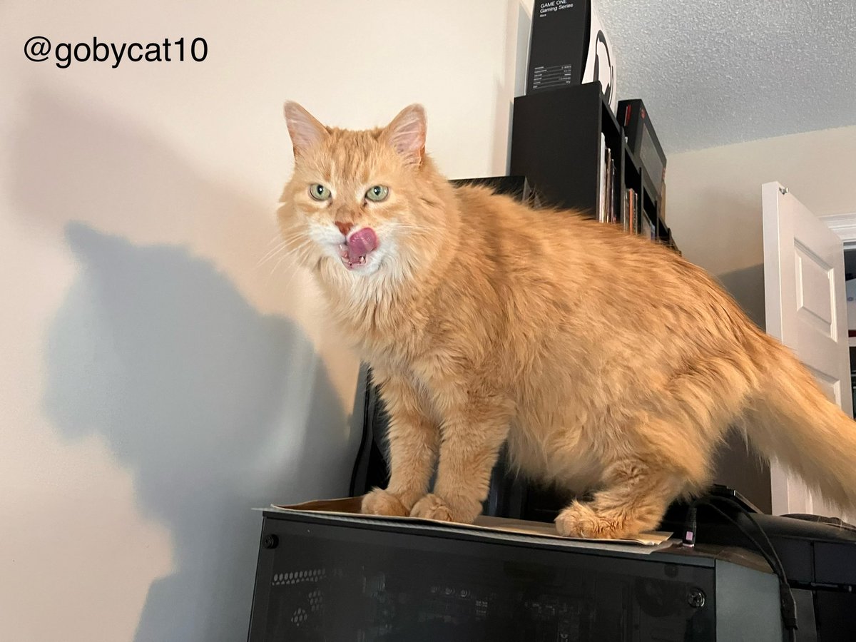A rare #TongueOutTuesday #CatsOfX #XCats #CatsOfTwitter #TwitterCats #ItsACatsLife #GingerCats #CatsAreFamily #Cats #CatWorldDomination