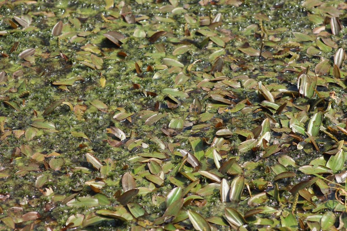 Can you spot the Raft Spider? Lots of these striking spiders (Dolomedes fimbriatus) sit still amongst the plants on our pond at RSPB Arne, but they are so well camouflaged you often don't notice them until they move. Get your eye in for spotting them with the image below!