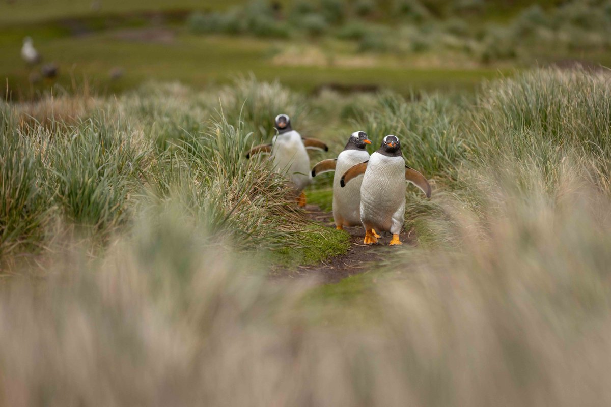 ペンギン小路 ジェンツーペンギンたちがうみからコロニーに帰っていく。 ペンギンたちはTussac Grassと呼ばれる長い草の間を通る。ペンギンたちの歩く場所は、まるでペンギン小路のように草が生えていない。 (フォークランド諸島にて撮影) #ペンギン #ジェンツーペンギン #フォークランド諸島