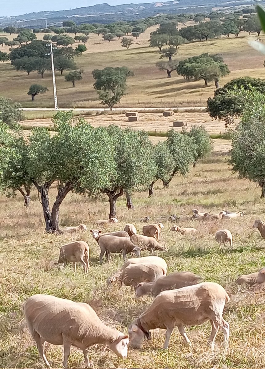 The future of mediterranean type agriculture is in not trying to innovate, its doing the old stuff but with investment. If done right, this creates a beautiful patchwork resulting in spaces that also allows for agroturism.