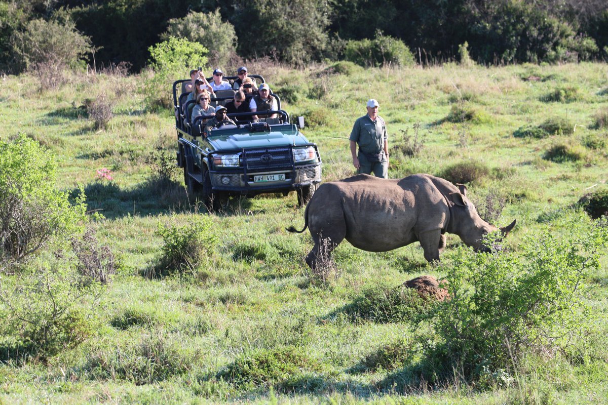 We were back on @KariegaGameRes recently with their ecology team to treat a young white #rhino cow who had been injured by a #blackrhino. 📷 Kariega Foundation