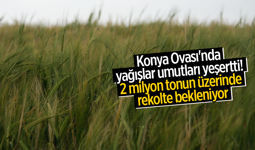 Konya Ovası'nda yağışlar umutları yeşertti! 2 milyon tonun üzerinde rekolte bekleniyor

konhaber.com/guncel/konya_o…