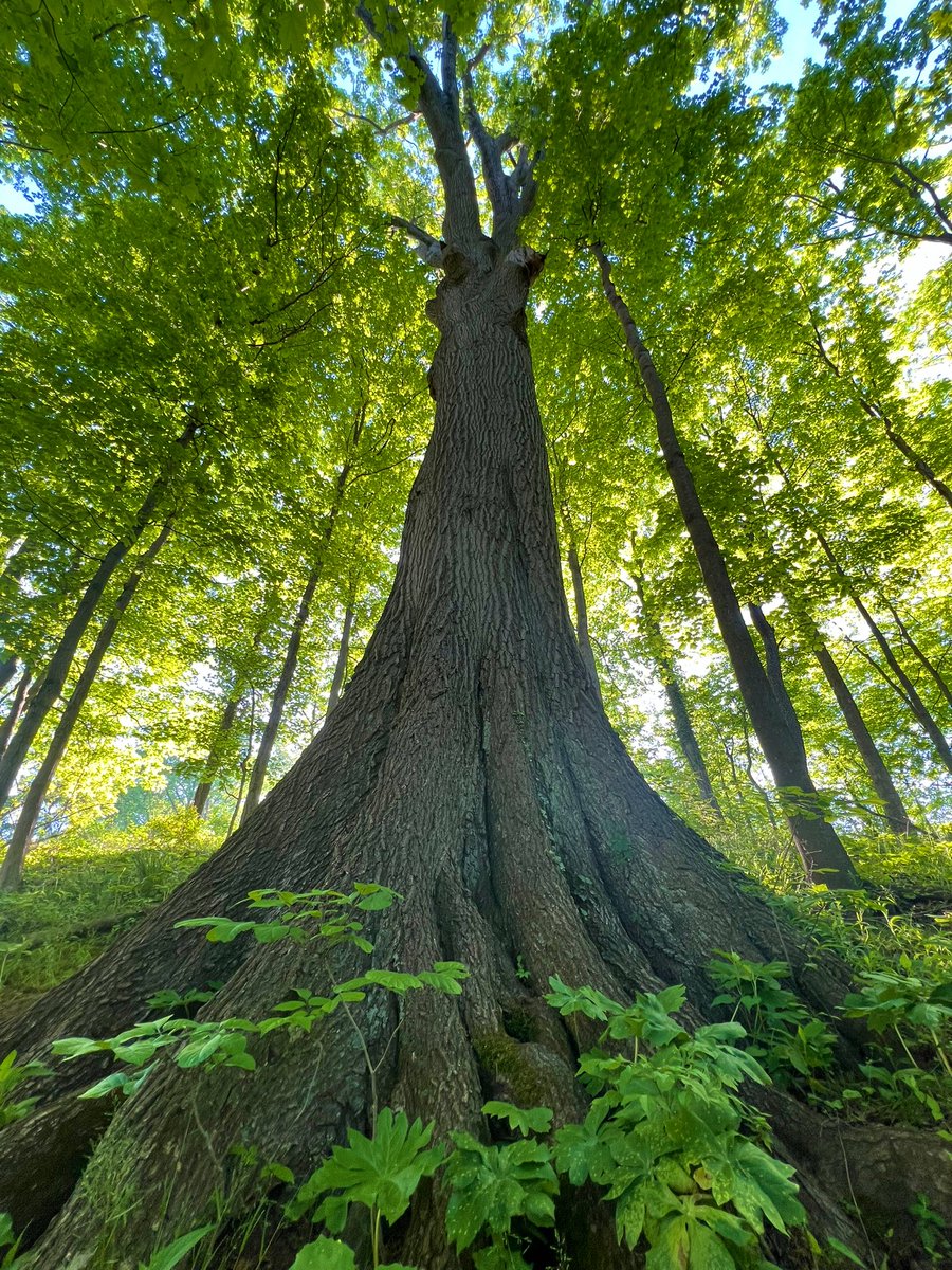 ~Tree leadership fosters forest Happiness~ #thicktrunktuesday