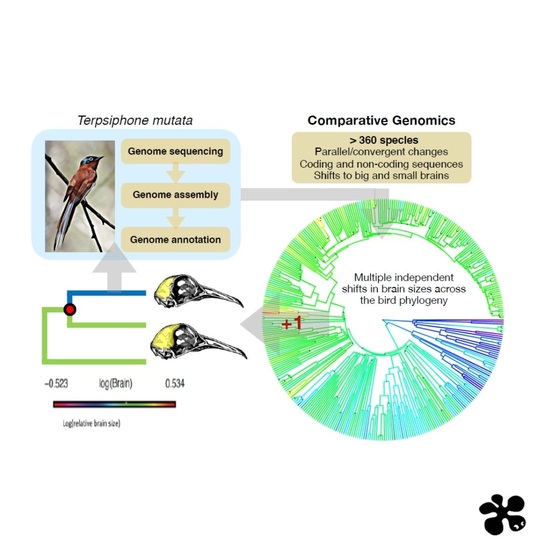 🗞️#NoticiaIRBio🧠🐦 Amb el suport dels Ajuts PR-IRBio-2022, la Dra. Sara Guirao-Rico i el Dr. Joan García-Porta aprofundeixen en les bases genòmiques de la convergència de la mida del cervell en les aus. ub.edu/irbio/la-conve…