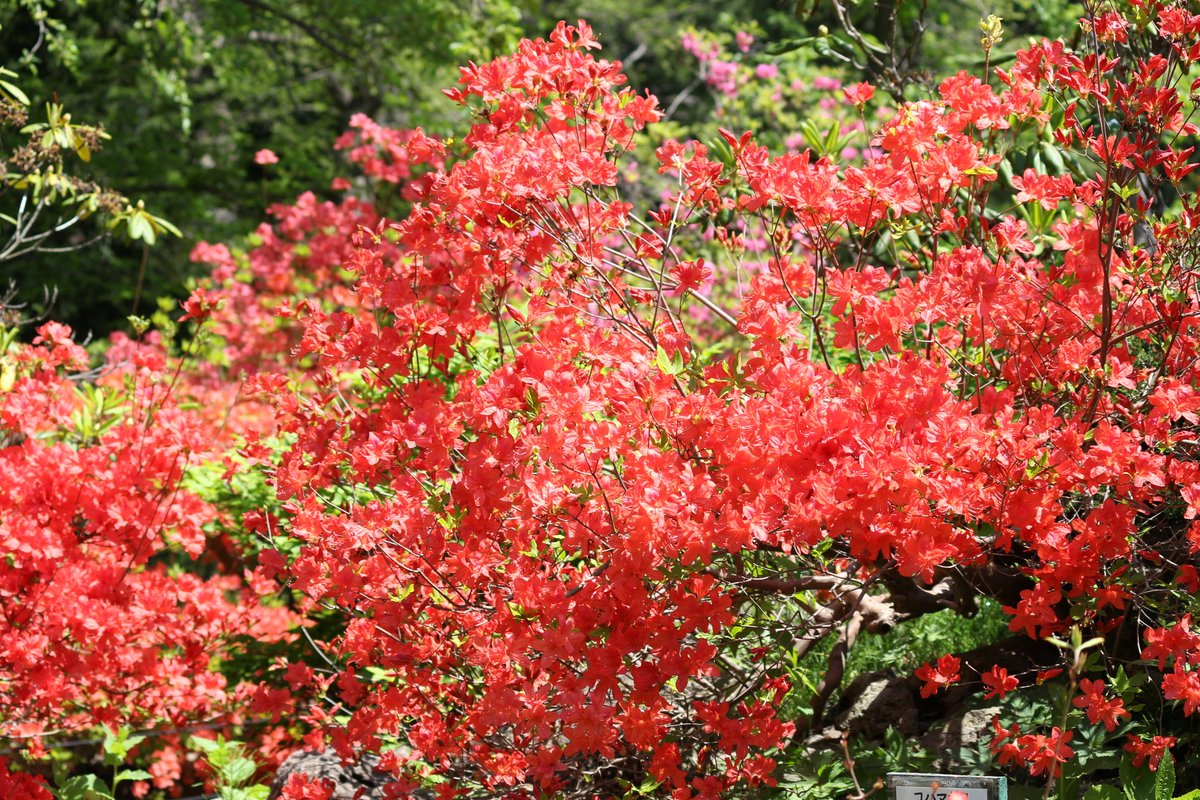ヤマツツジ Rhododendron kaempferi var. kaempferi が見ごろです。
高山植物園で見ることができます。
#ヤマツツジ #北大植物園