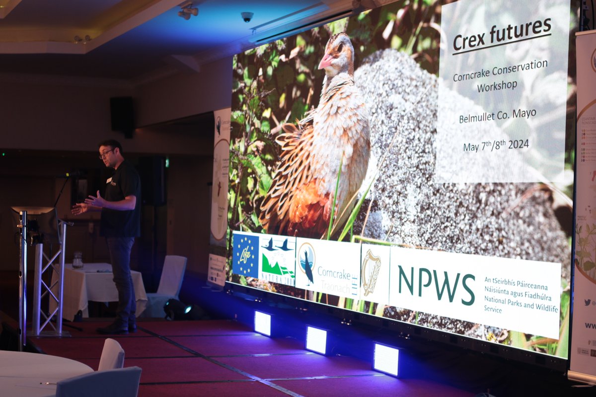 Last week, we hosted a pan-European workshop on corncrake conservation. What we discovered as a community made up of ecologists, land managers, farmers and advisors is that the situation for corncrakes has reached a crucial point. Crex Futures...what next? Here's a thread: