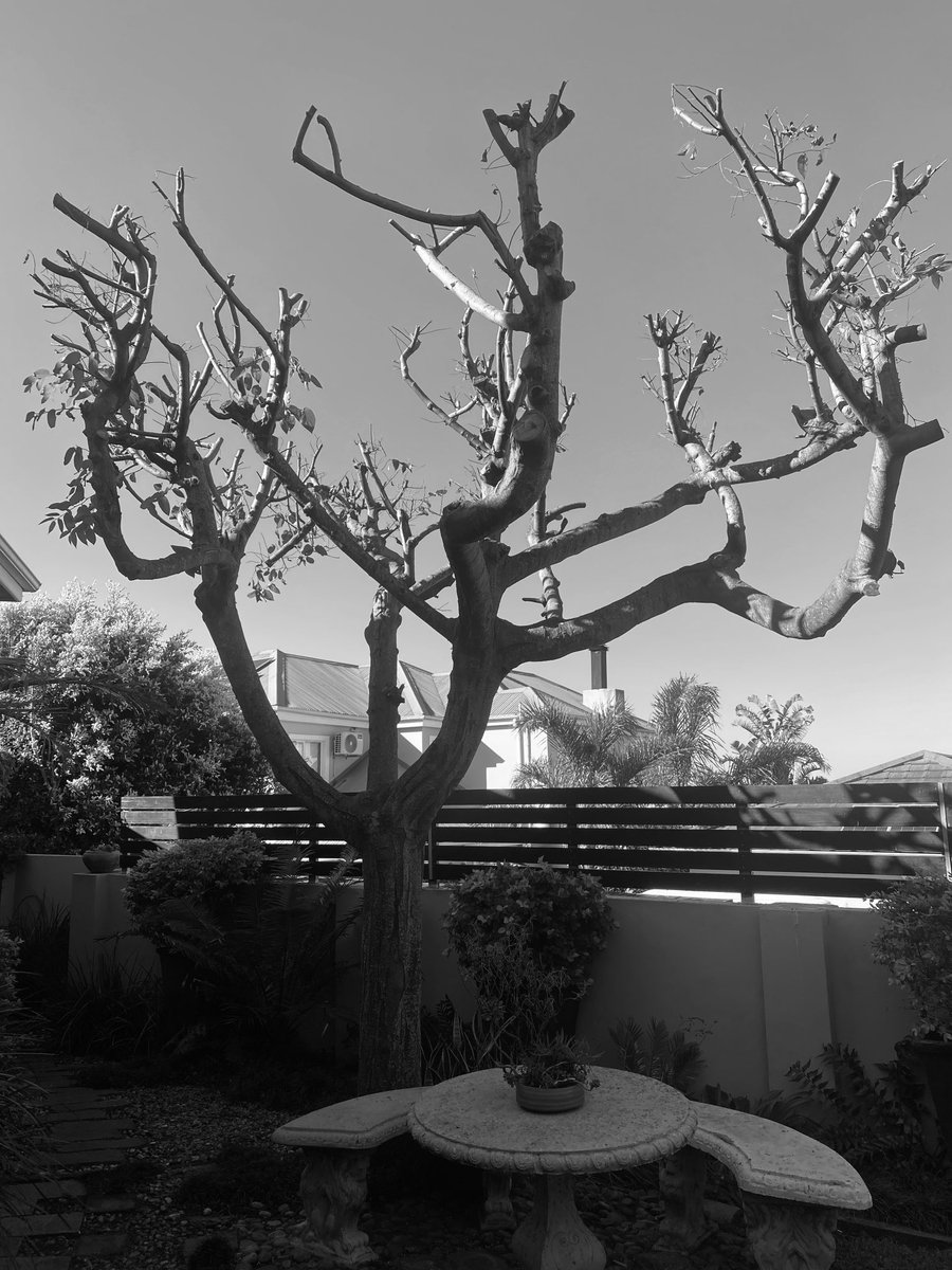 #blackandwhitephoto of a tree on on #thicktrunktuesday I cut back for the winter to encourage new growth. Thinking about it pruning can also be applied to our lives as: - Pruning removes what’s ineffective. - Pruning fosters new growth. - Pruning helps with self actualisation.