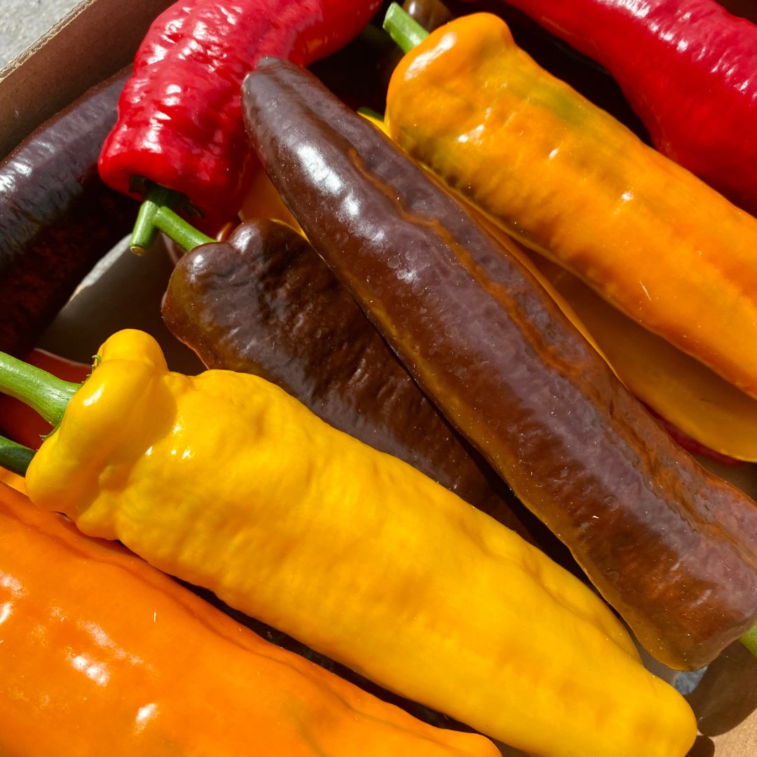 Isle of Wight mixed Ramiro peppers offer a delightful combination of sweetness and crunch, perfect for roasting or enjoying fresh when sliced!