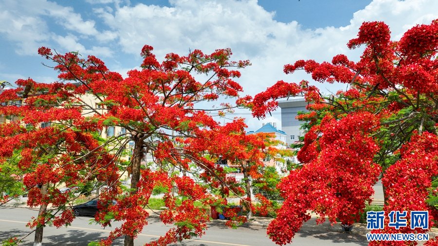 When walking in Longchuan County, one can see the bright and dazzling phoenix #flowers blooming under the sunlight, decorating the county with their fiery red petals.#有一种叫云南的生活 #glamouryunnan