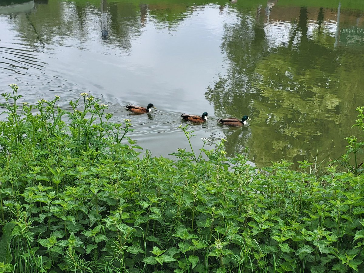 Today's ducks in a row !