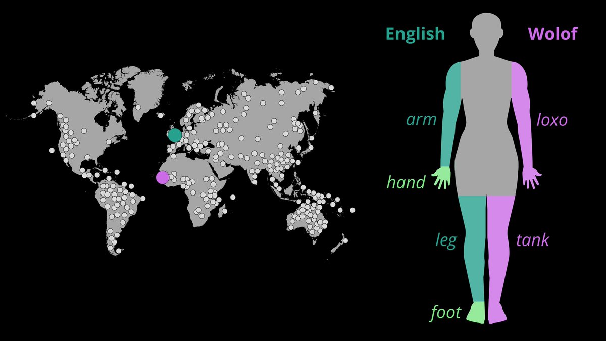 #Languages differ in how they name body parts: #linguistic analysis provides insight into the vocabularies in more than a thousand languages! 😲 mpg.de/21907281/0508-… @MPI_EVA_Leipzig