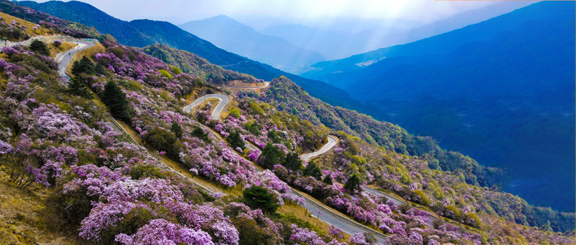 #Rhododendrons are in full bloom on Jiaozi Mountain in #Kunming.#有一种叫云南的生活 #glamouryunnan