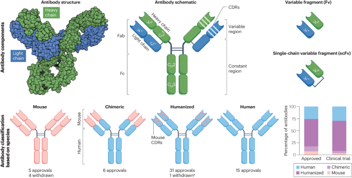 NatureRevCancer's tweet photo. NEW content online! Cancer therapy with antibodies https://t.co/MDBARsfWK0 https://t.co/ZdbG6wRQXm