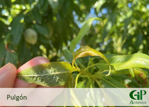 Es esencial seguir los principios generales de la Gestión Integrada de Plagas y fomentar la presencia de enemigos naturales en el cultivo de almendro, como coccinélidos, sírfidos y crisopas, para favorecer el control de pulgón, especialmente a partir de abril.
#GIPAndalucia