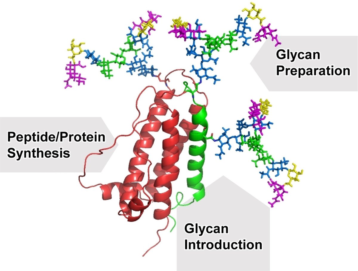 Post-synthetic chemical glycosylation can be used to homogenously modify therapeutic peptides and proteins with human-identical N-glycans - check out our new review to learn how we do what we do, and why we do it!