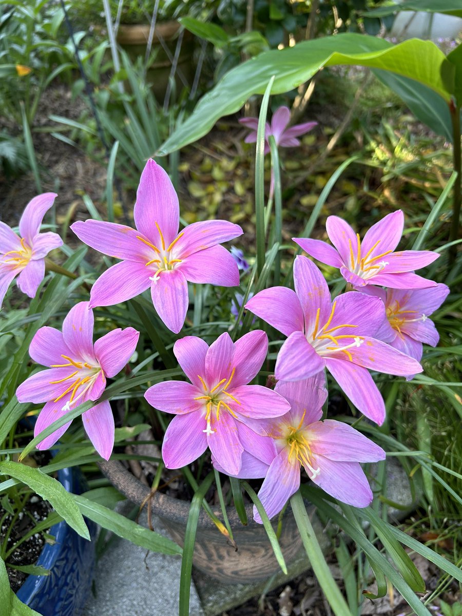 Zephyranthes or rain lilies have really turned on the blooms after some much needed rain last week. #Flowers #Gardening #Plants #FlowerPhotography #PinkFlowers