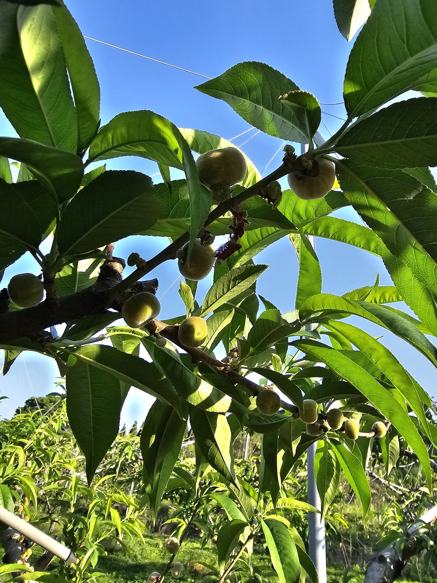 오늘은 납작복숭아 거반도 적과중입니다.
1차적과를 했었는데도 포도송이처럼 
달렸어요. 좀더 자라고 나면 3차 적과에서
불량과를 더 솎아 내고 봉지 씌우기에
들어 갑니다.
수정이 잘 되어 손이 많이 가는데 일손돕기 
펀딩이라도 받아야 할까 고민중. 
물론 일당대신 수확철 납작복숭아로 드리고요