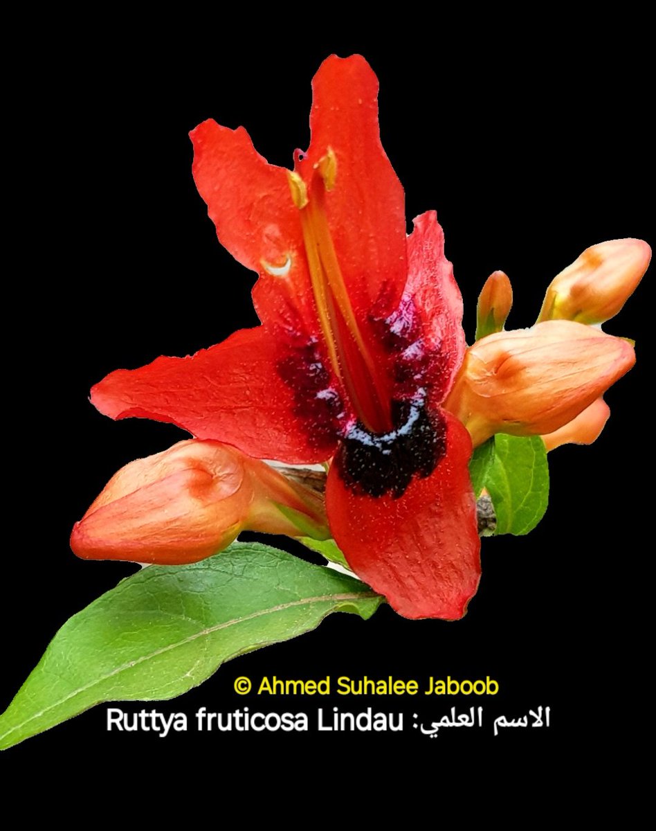 الاسم العلمي: Ruttya fruticosa Lindau
من الفصيلة الأقنثية Acanthaceae
الاسماء المحلية: تور أيل، تور أعليج، مصيصي
ضمن نباتات يطلق عليها بعض الرعاة  في ظفار مغليف، أخلوط. #فلورا_عمان