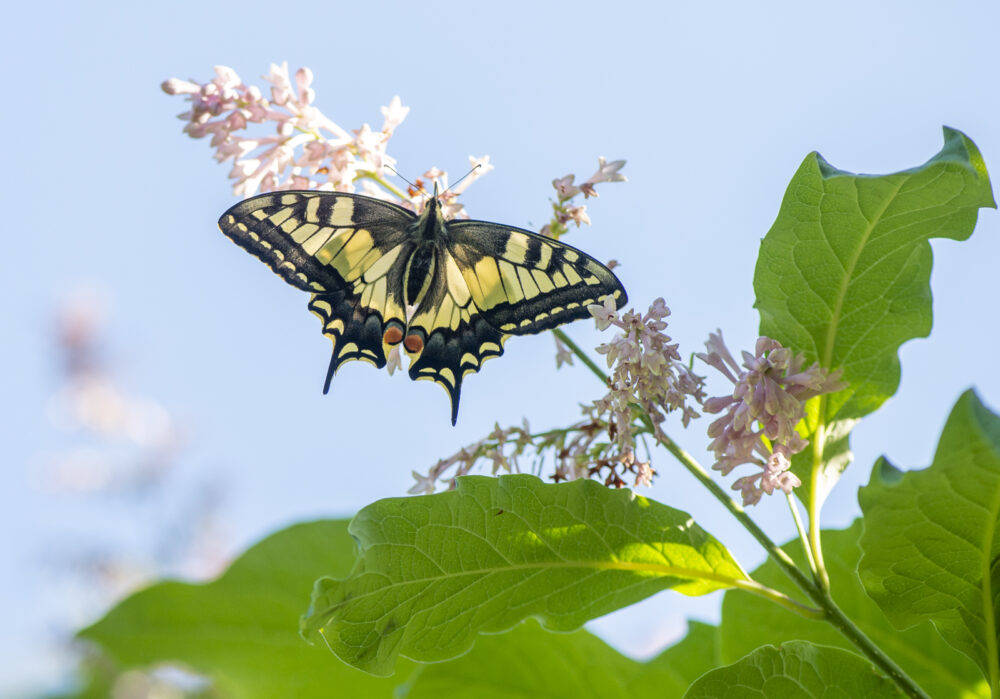 Hello👋☕️Peaceful and friendly Tuesday #everyone 😊🕊️🌹🦋🌤️Rauhallista ja ysvällistä tiistaita #kaikille 😊🕊️🌹🦋🌤️(Sirittäjä, Phylloscopus sibilatrix)(Ritariperhonen, Papilio machaon) by Samuli Haapasalo