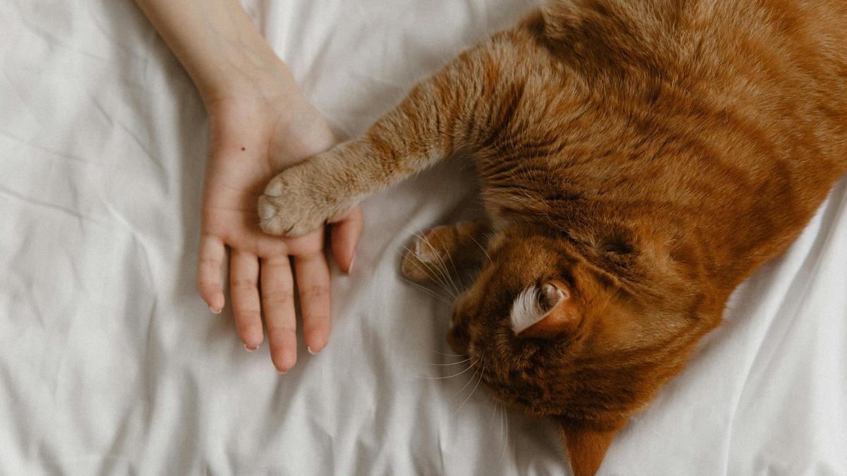 Estas son las razones por las que tu gato quiere dormir contigo dlvr.it/T6rsM8 <a href="/tetirounpique/">tetirounpique</a>