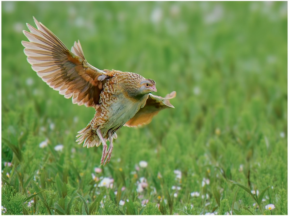 Corncrake in flight, a rare sight. North Uist, Outer Hebrides. #wildlifephotography #ukwildlifeimages #olympusphotography #omsystem @OlympusUK @ElyPhotographic #bird #birdphotography #corncrake #outerhebrides #northuist